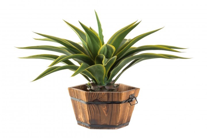 close up agave in wood bucket isolated on white artificial plant