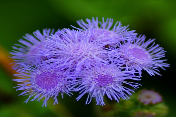 blue ageratum flower 