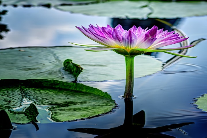 water lilly isolated