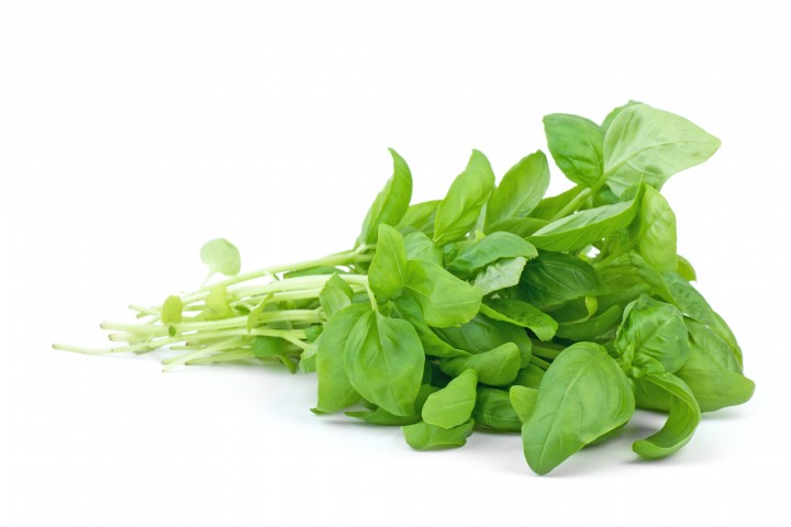 green basil isolated on the white background