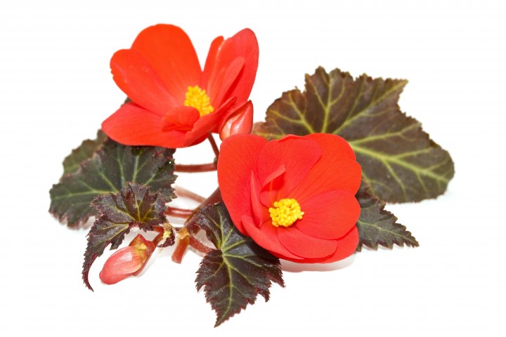 blossoming branch of a begonia on a white background
