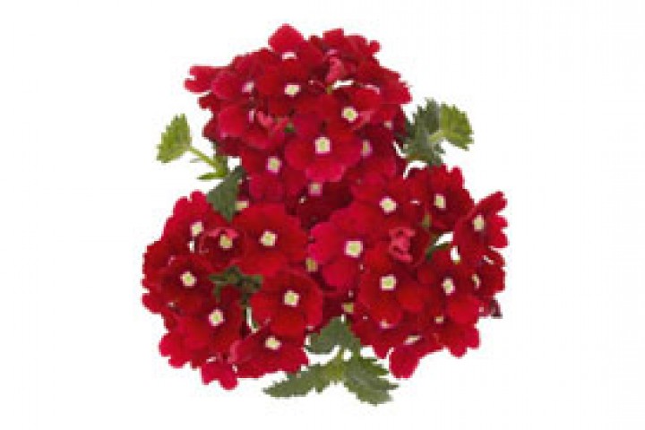 bunch of red-colored verbena flowers on white background