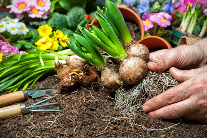 basket with bulbs before planting shovel in the ground