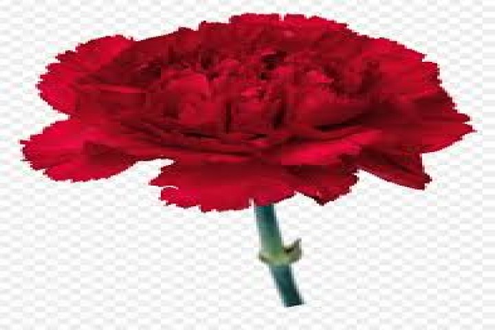 red carnation flower 