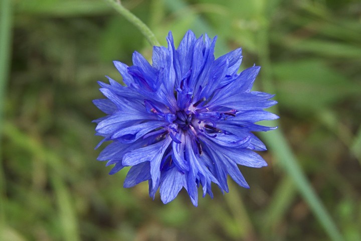 blue color Centaurea flower