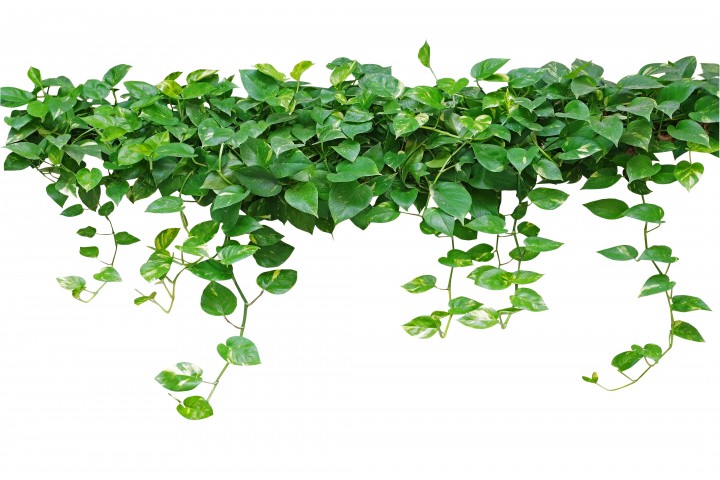 heart shaped leaves vine devils ivy golden pothos isolated on whit background clipping path