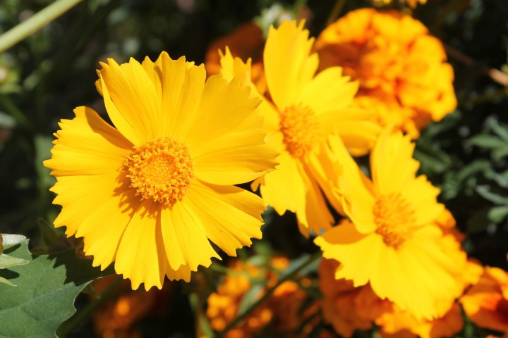 fresh yellow Coreopsis flower 