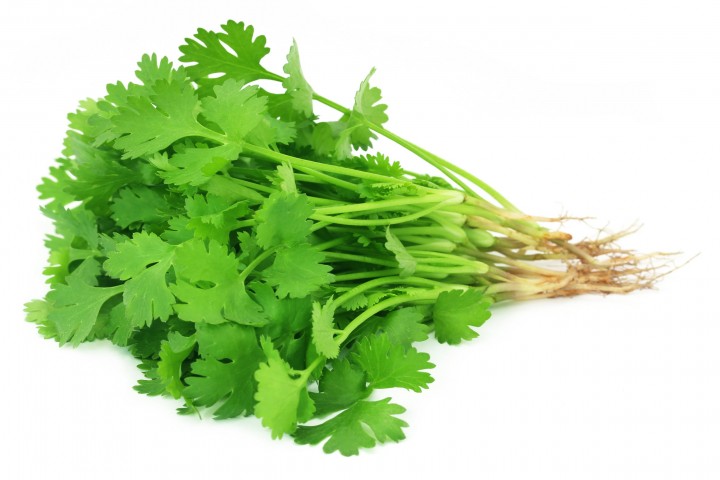 bunch of fresh coriander leaves over white background
