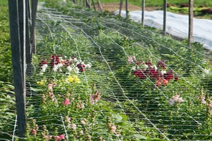 nursery plants protected by a plastic net 