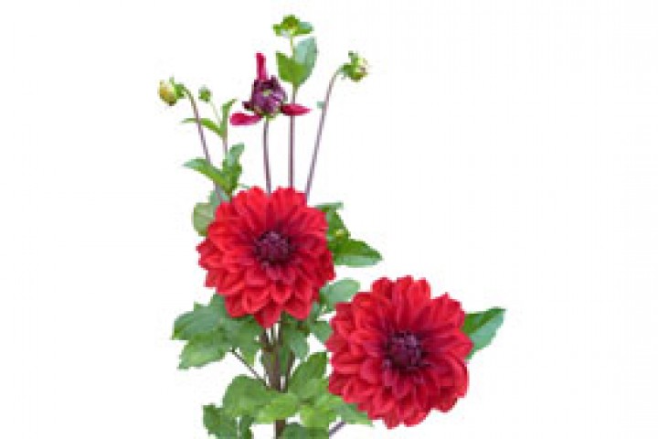 red dahlias flower plant isolated on white background