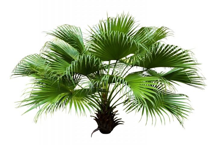 chinese fan palm isolated on white background