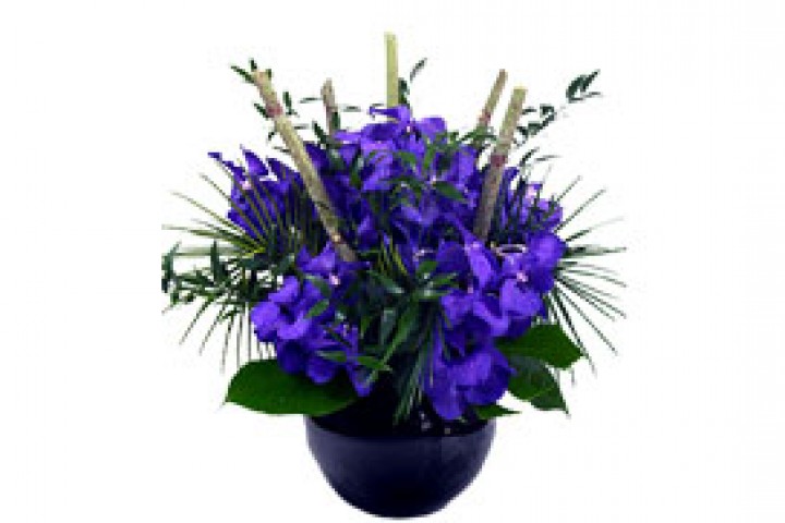 violet color flower in the pot 