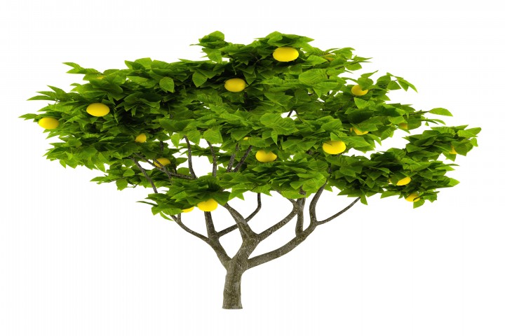 citrus lemon tree isolated