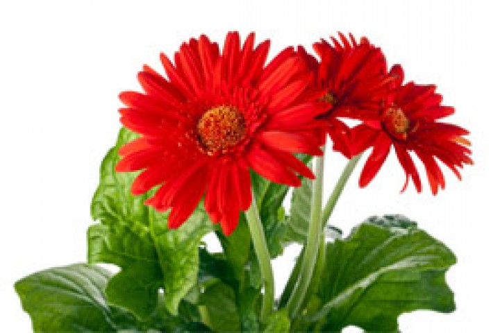 bouquet of gerbera flowers with copyspace on white background