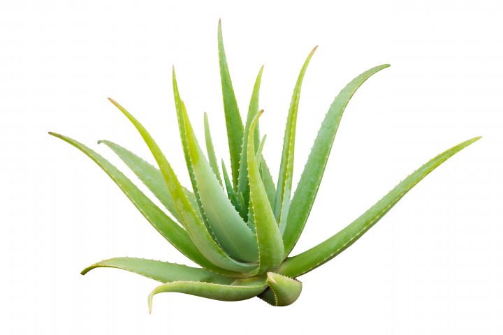 aloe vera plant isolated on white background