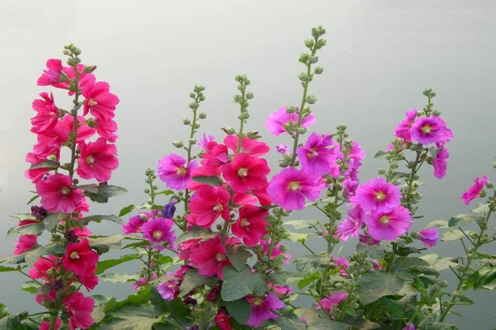 pink and red Hollyhocks flower plants 
