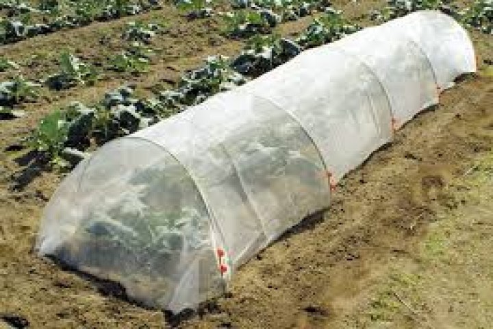 Crop cover by white color insect net in field