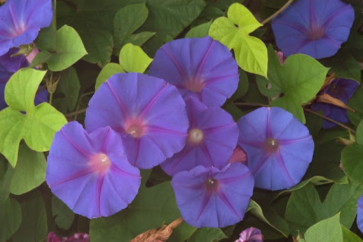 blue color Ipomoea flower plants