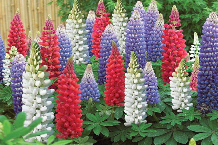 lupin mixed flower plants