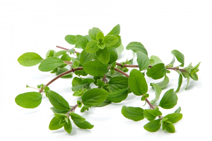bunch of marjoram isolated on white
