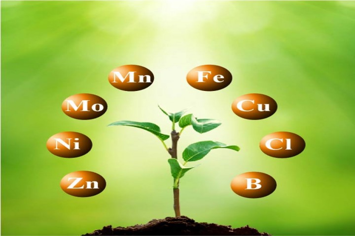 Micro nutrients and baby plant with green background