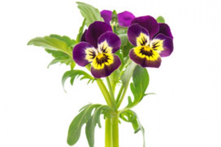 closeup of pansy isolated on white background violet and yellow spring flowers