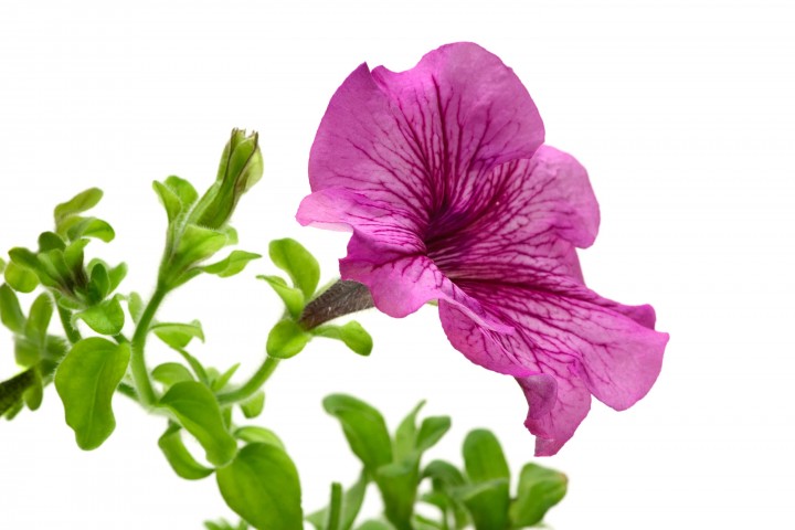 pink petunia flower isolated on the white background