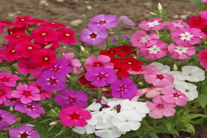mixed color Phlox flower plants 