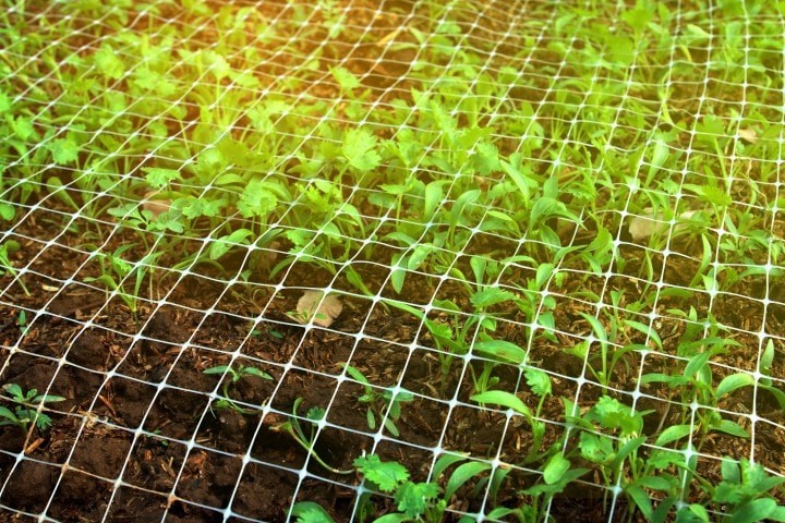 plastic net on plot with growing plat in soft focus orange and yellow light