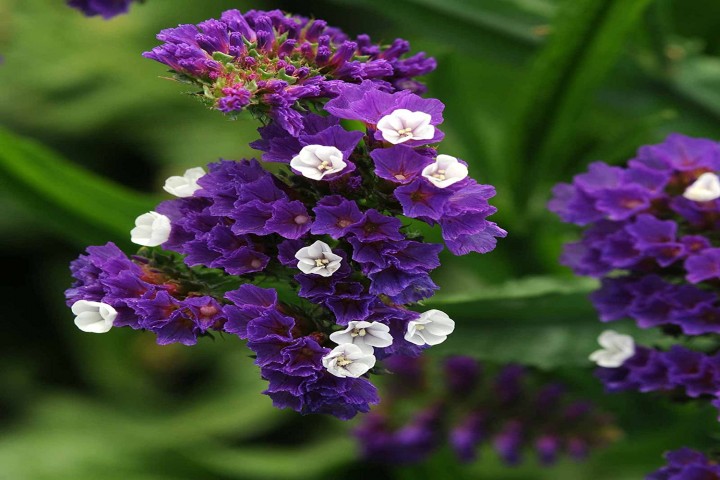 Statice Purple Flower plants
