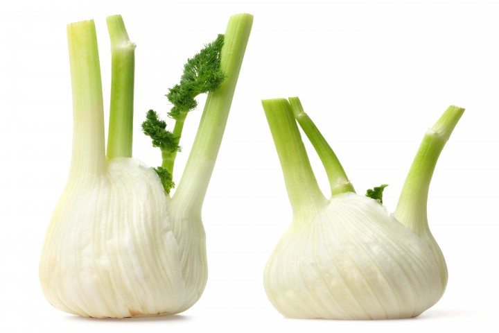 two fresh fennel on a white background
