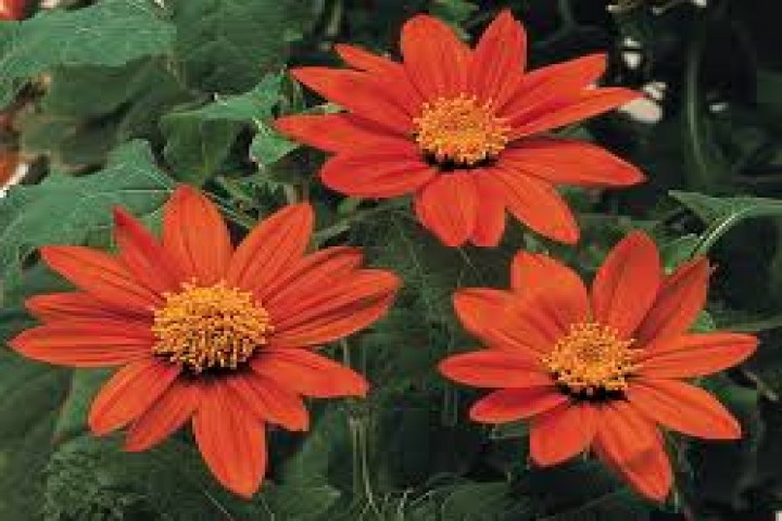 red Tithonia flower plants
