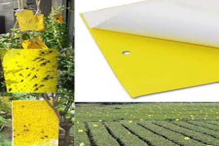 Yellow Sticky Trap pad For Pest Management 