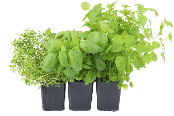 healthy green nursery plants in pots