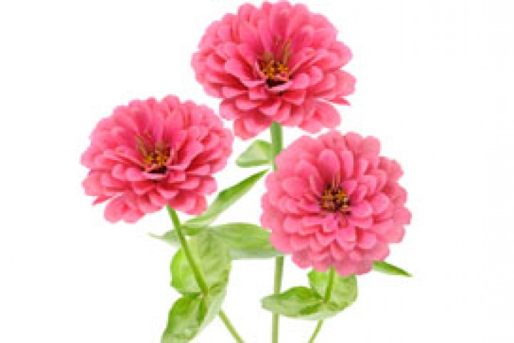 pink zinnia flower isolated on white