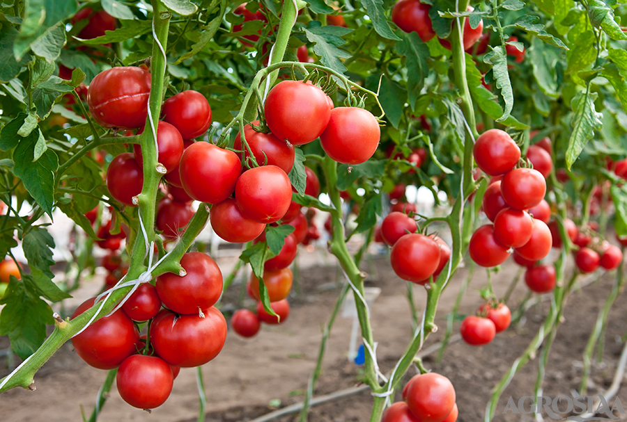 Agrosiaa.com Tomato Agronomy