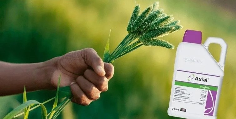 syngenta axial herbicide - 400 ml |pinoxaden, 5 g/l florasulam and cloquintocet-mexyl.