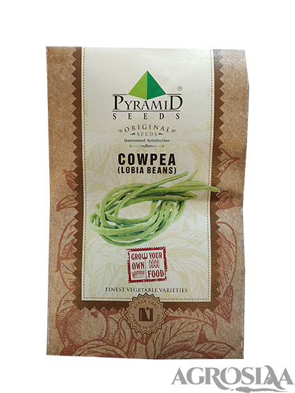 pyramid cowpea (lobia beans) vegetable seeds - 10 gm