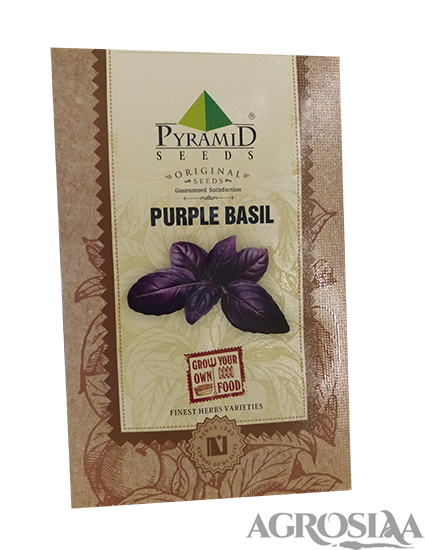pyramid purple basil seeds - 250 gm