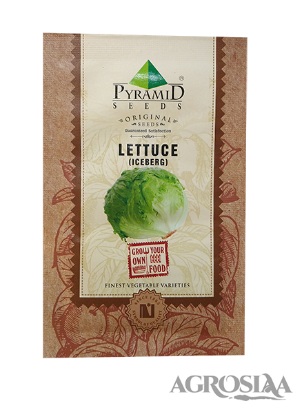 pyramid lettuce (round) seed - 500 gm