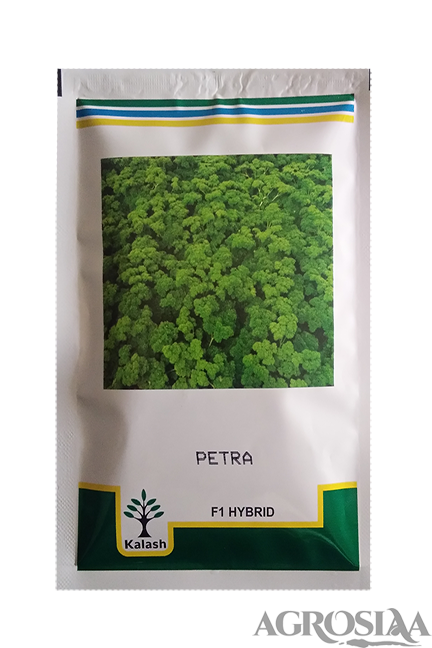 kalash petra f1 hybrid parsley seed - 50 gm