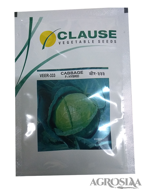 clause veer 333 f1 hybrid cabbage seed - 10 gm