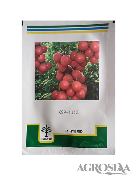 kalash ksp 1113 cherry tomato seed - 1 gm