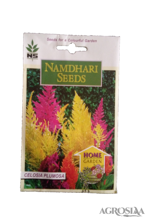 namdhari plu pampas plume mix celosia seed - 500 nos