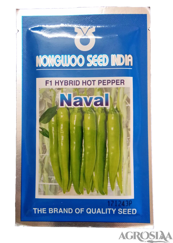 nongwoo naval f1 hybrid hot pepper chilli seed - 10 gm