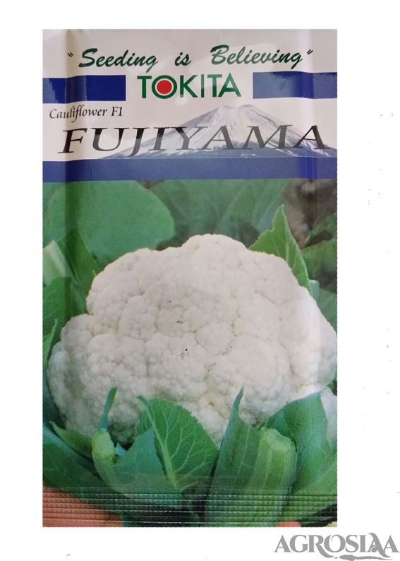 tokita fujiyama f1 hybrid cauliflower seed - 10 gm