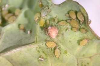 Larvae 
