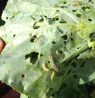 Larvae