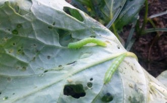 Larvae