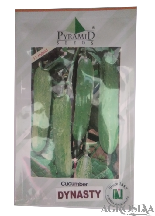 pyramid dynasty f1 hybrid cucumber seed - 25 gm